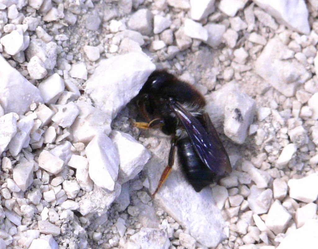 Megachilidae: Megachile (Chalicodoma) apennina